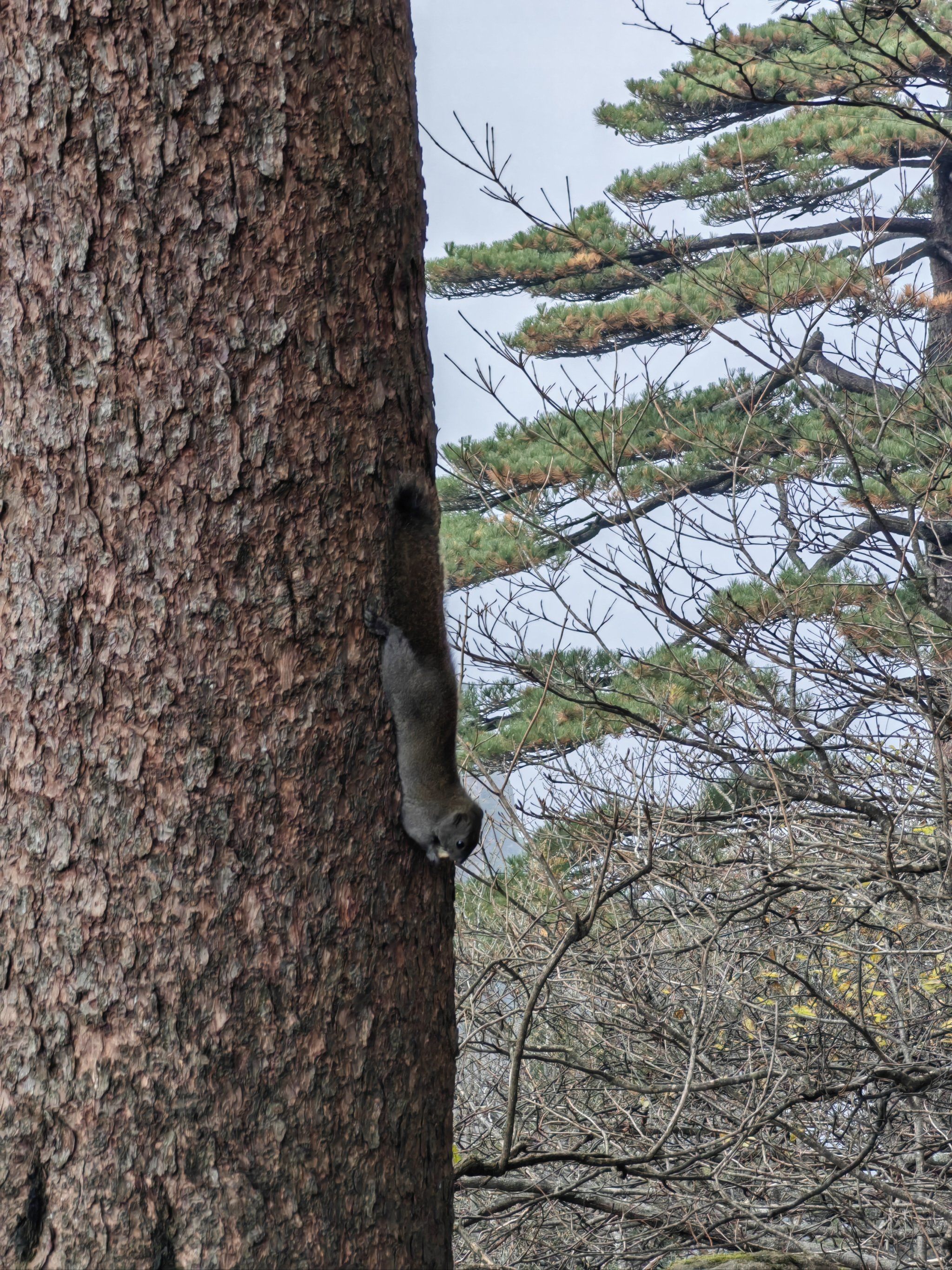 黄山上的松鼠