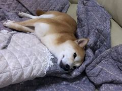 -爱诺耐芙动物医院(万博店)