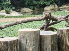 -广州长隆野生动物世界