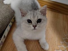 -瑞派宠物医院·犬猫全科·猫友好(宾水西道店)