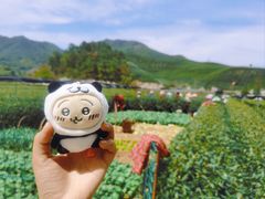 -龙坞茶村