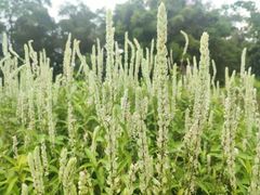 -广西壮族自治区药用植物园