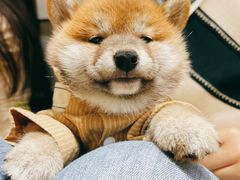 -逗柴咖啡屋·狗咖猫咖宠物桌游