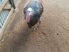 -费瑟代尔野生动物园