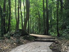 -莫里热带雨林景区