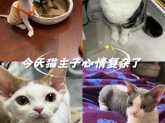 -山宅一喵德文卷毛猫舍