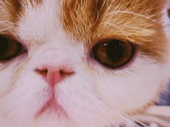 -飞行喵MR PILOT|猫舍·猫咖(静安大融城店)