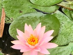 -松山湖梦幻百花洲