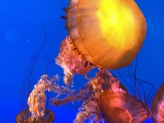 -太平洋海底世界