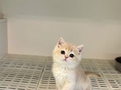 -lincat·猫舍(广州店)