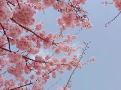 -丹樱生态园