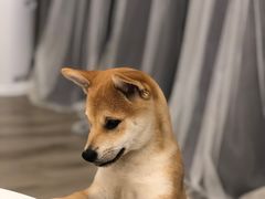 -浣熊柯尔鸭土拨鼠·电玩咖