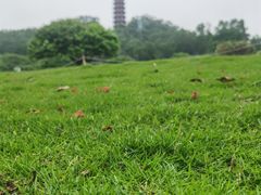 -红花山公园