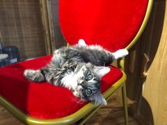 -这儿没有猫·猫咖萌宠馆·撸猫