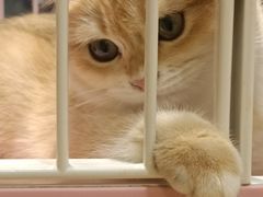 -藏猫猫咖啡主题馆(中央大道店)