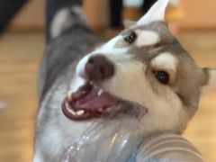 -Husky Go! 哈士奇体验馆·宠物咖啡厅狗咖