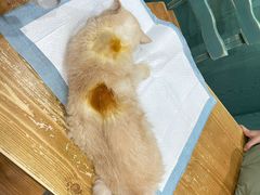 -严国平动物医院(德政总院)