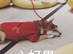 -逗柴咖啡屋·狗咖猫咖宠物桌游