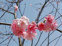 -天适樱花悠乐园