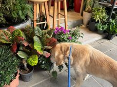 -溪岸路花鸟市场