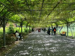 -东平国家森林公园