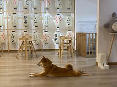 -柴迷FANS CLUB·柴犬狗咖·猫咖