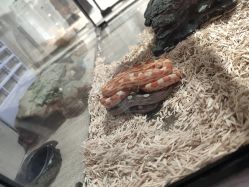 -Moni星球萌宠·小马宝莉·灵蛇·高端高阶全萌宠互动体验俱乐部(红豆国际广场店)