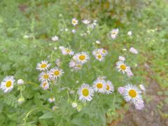 -鹅湖玫瑰文化园