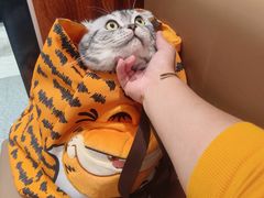 -帕帕拉兹宠物(亚洲旗舰店)