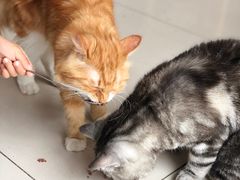 -平行世界·猫咖(首经贸店)