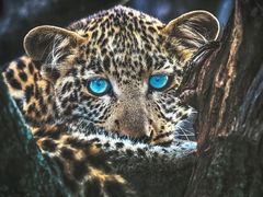 -罗红摄影艺术馆