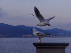 -海埂大坝