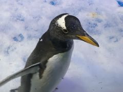 -芜湖新华联大白鲸海洋公园