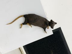 -胶囊画廊