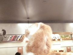 -喵园·猫主题咖啡厅·撸猫·猫咖(国贸店)