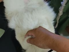 -瑞鹏宠物医院·宠保定点·心脏科·内科(御桥分院)