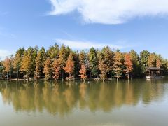 -上海长兴岛郊野公园