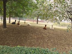 -石家庄市动物园