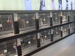 -翊宠yipet猫狗购宠庄园犬舍•猫舍