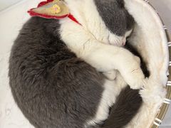 -共舞时光猫咖·狗咖(新街口店)
