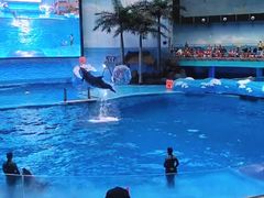 -海合安成都极地海洋公园