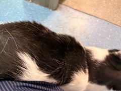 -伟伟宠物医院·瑞派猫友好医院·猫科(光谷店)