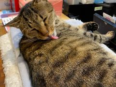 -猫的天空之城概念书店(杭州南宋御街店)