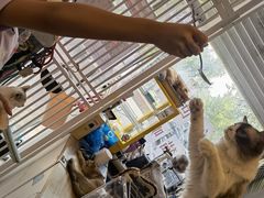 -平行世界·猫咖(首经贸店)