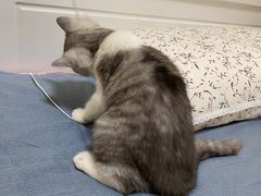 -瑞鹏宠物医院·骨科·猫科·内科(第一中心)