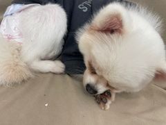 -怪兽屋·羊驼·猫咖·狗咖(俊华广场店)