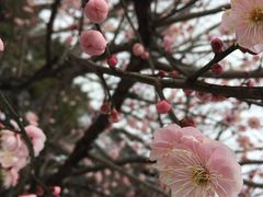 -香雪海