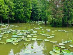 -海珠湖公园