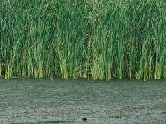 -野鸭湖国家湿地公园