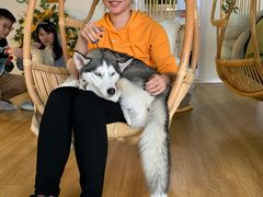 -Husky Go! 哈士奇体验馆·宠物咖啡厅狗咖